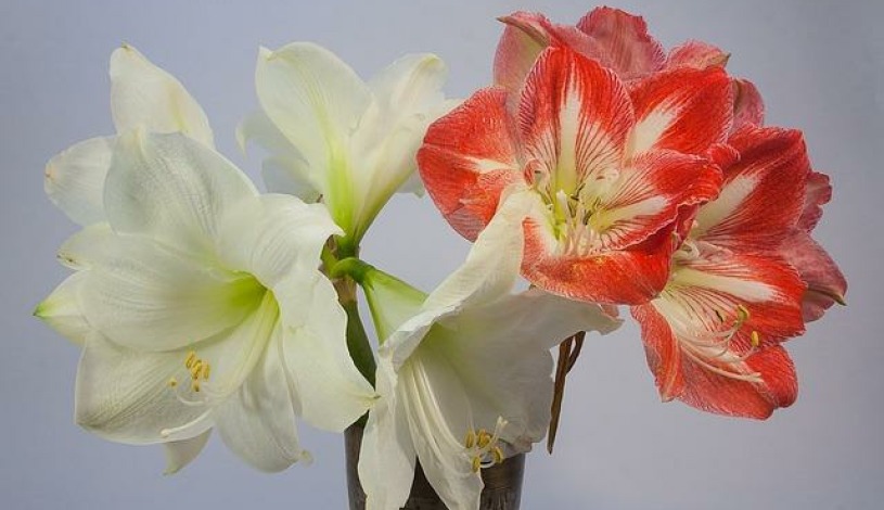 ASTORIA Hotel & Medical Spa Karlovy Vary